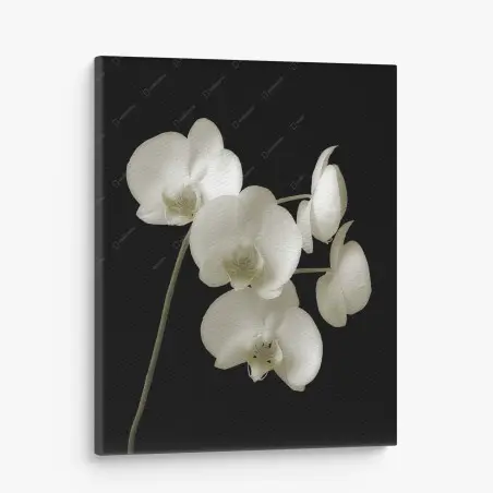 Cuadro en lienzo orquídeas blancas sobre fondo negro – Pixers®