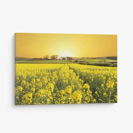 Cuadro en lienzo amanecer dorado sobre campo de colza – Pixers®