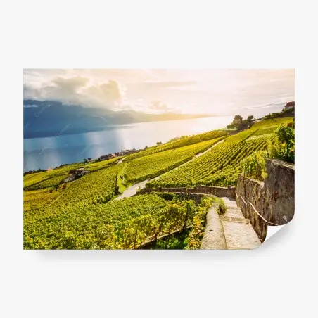 Fotomural paisaje de viñedos al atardecer junto al lago – Pixers®