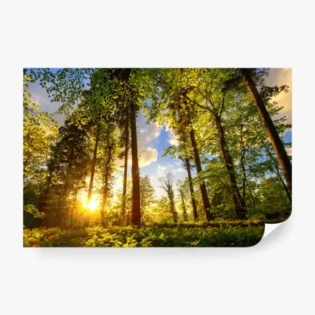 Fotomural sendero dorado en el bosque – Pixers®