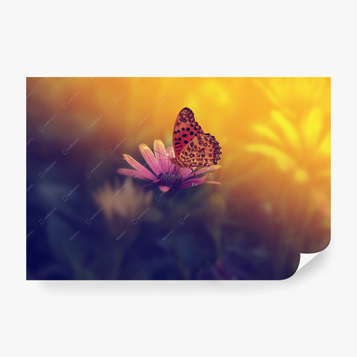Fotomural mariposa al atardecer sobre flor – Pixers®
