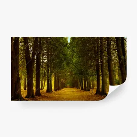 Fotomural camino en arboleda otoñal – Pixers®