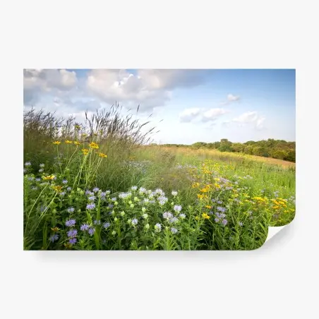 Fotomural pradera de flores silvestres y cielo abierto – Pixers®