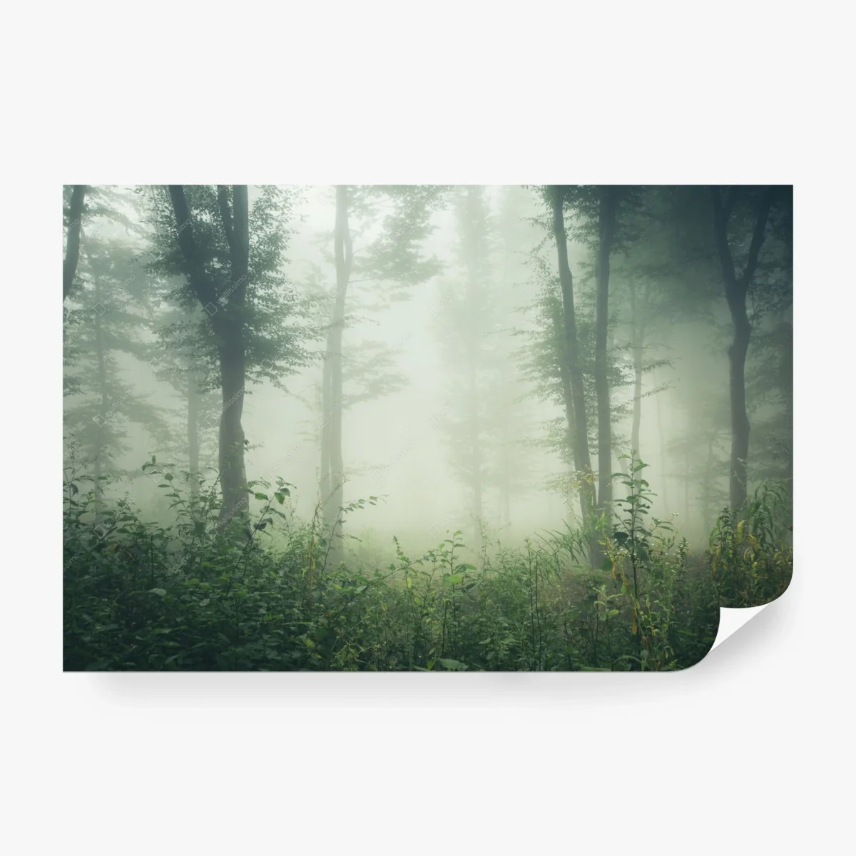 Fotomural bosque entre la niebla serena – Pixers® Fotomural bosque entre la niebla serena – Pixers®