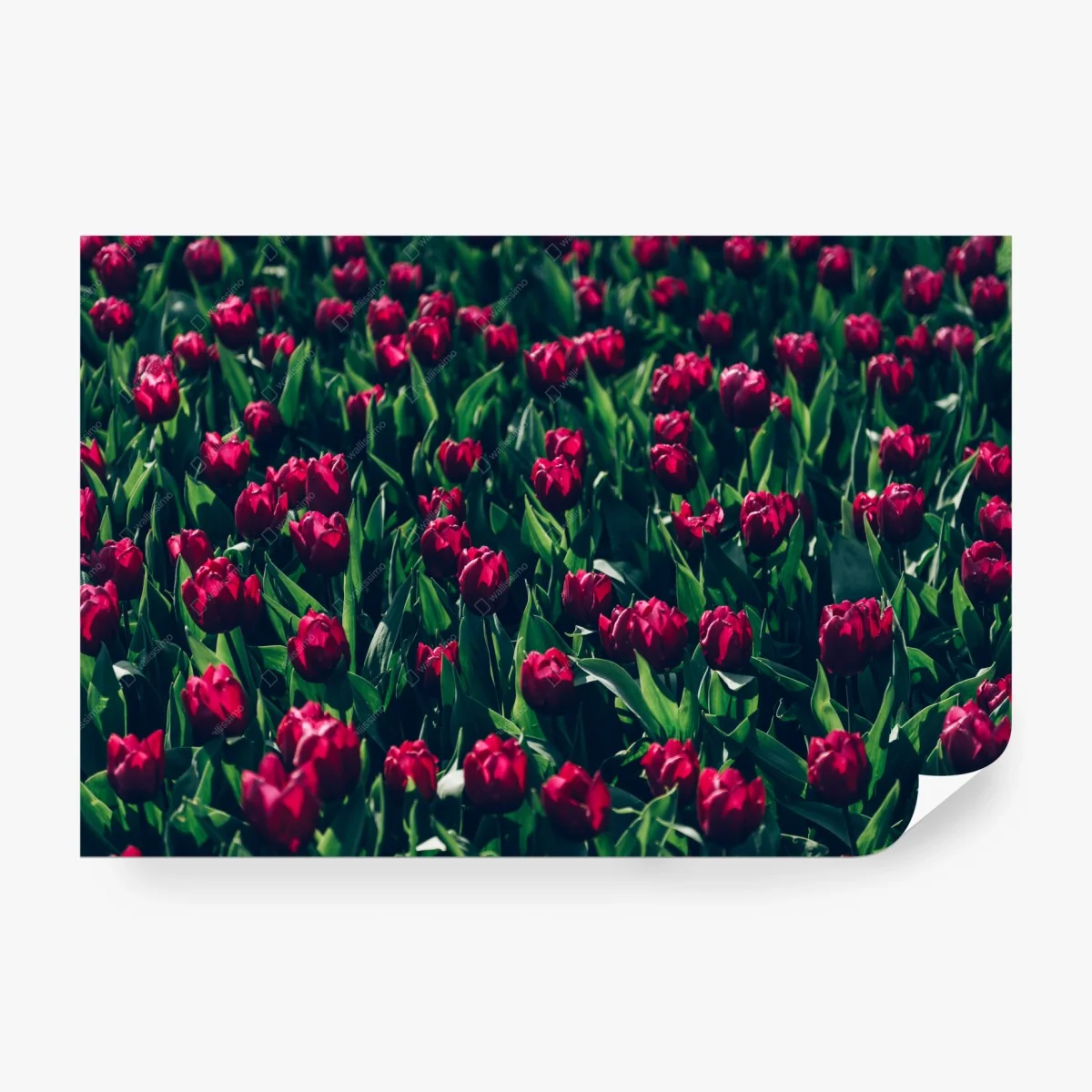 Fotomural campo de tulipanes rojos – Pixers® Fotomural campo de tulipanes rojos – Pixers®