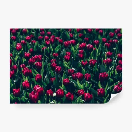 Fotomural campo de tulipanes rojos – Pixers®