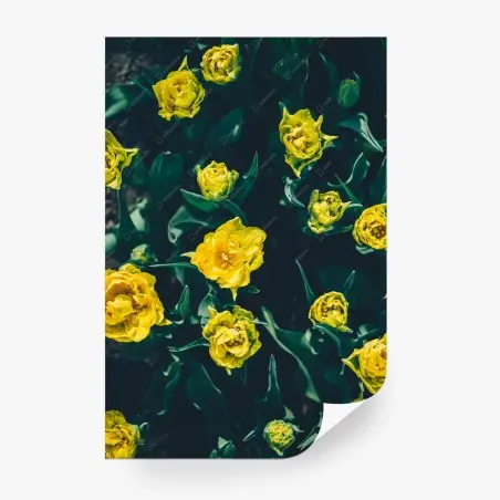 Fotomural jardín de tulipanes amarillos sobre fondo oscuro – Pixers®
