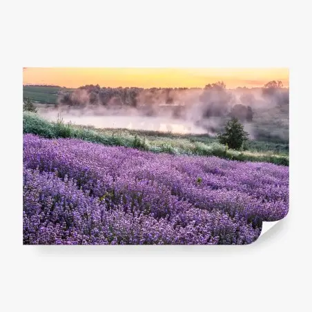 Fotomural campo de lavanda al amanecer – Pixers®