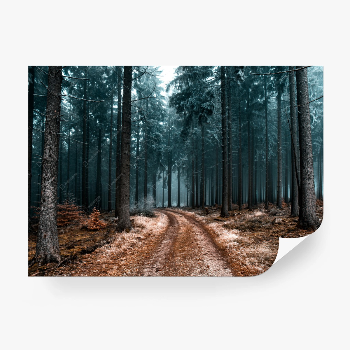 Fotomural sendero místico entre pinos y niebla – Pixers®