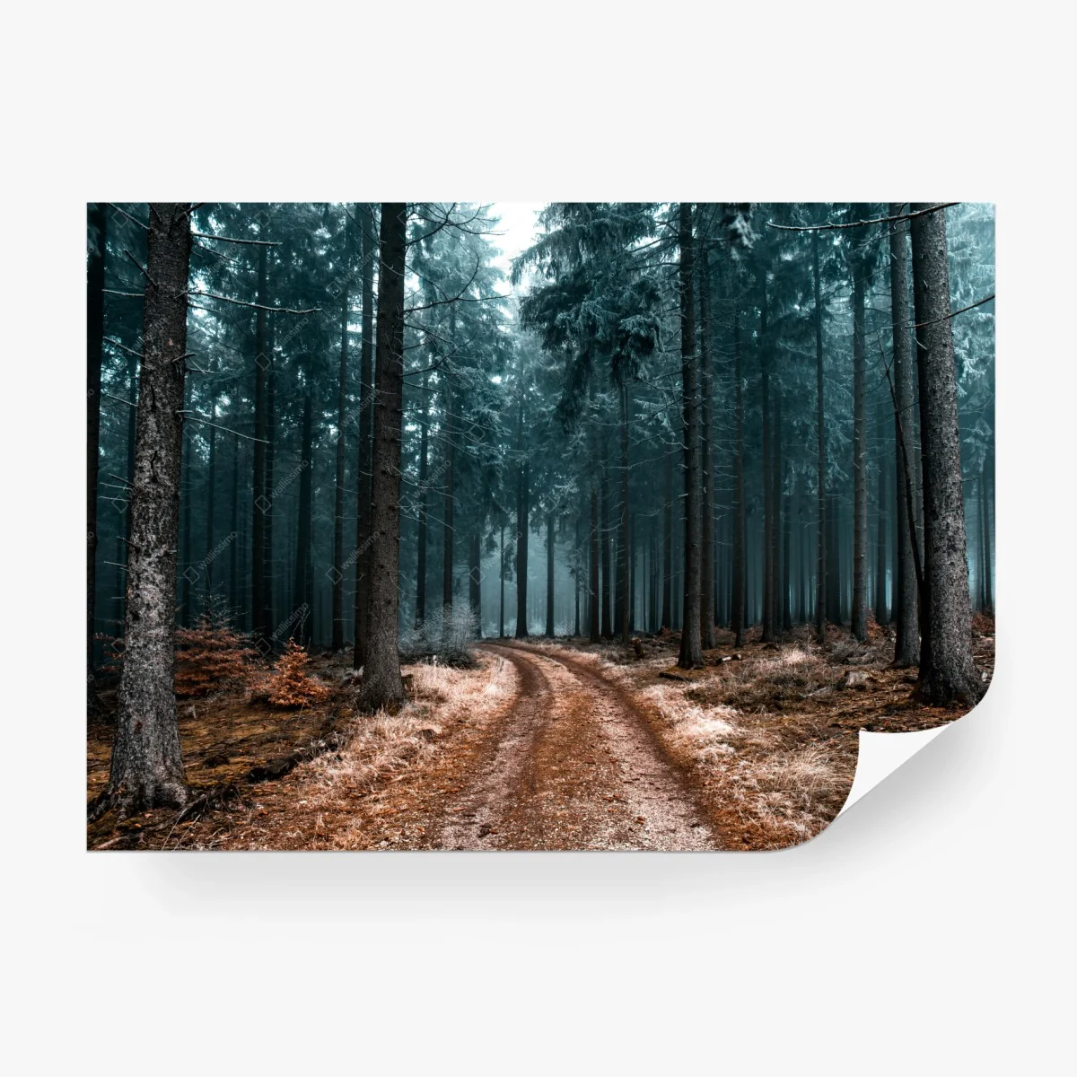 Fotomural sendero místico entre pinos y niebla – Pixers® Fotomural sendero místico entre pinos y niebla – Pixers®