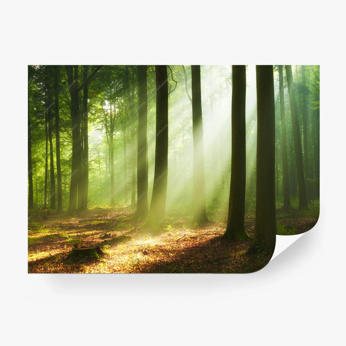 Fotomural amanecer en el bosque iluminado – Pixers®