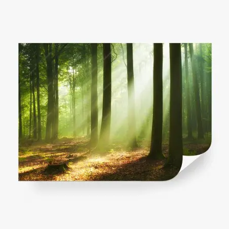 Fotomural amanecer en el bosque iluminado – Pixers®