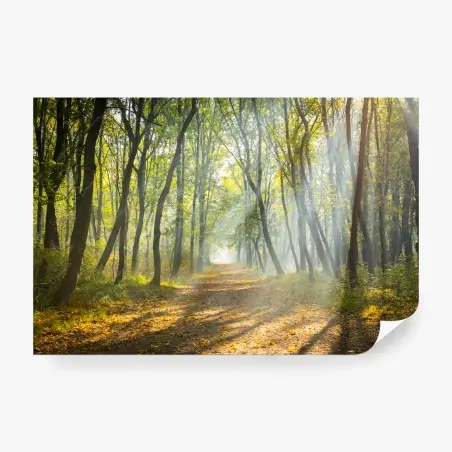 Fotomural sendero iluminado en el bosque otoñal – Pixers®