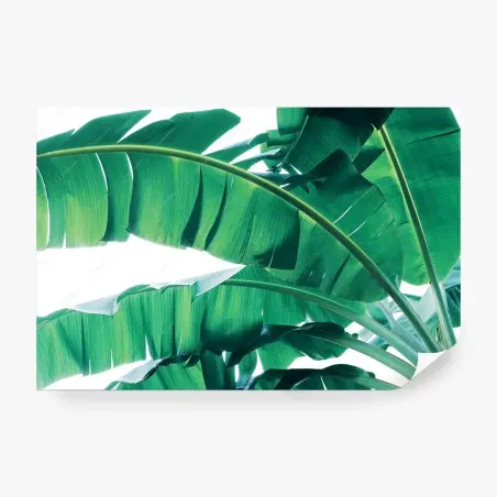 Fotomural patrón de hojas de plátano tropicales – Pixers®