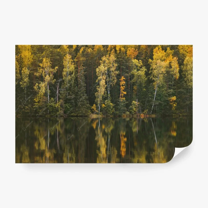 Fotomural reflejos otoñales en el bosque