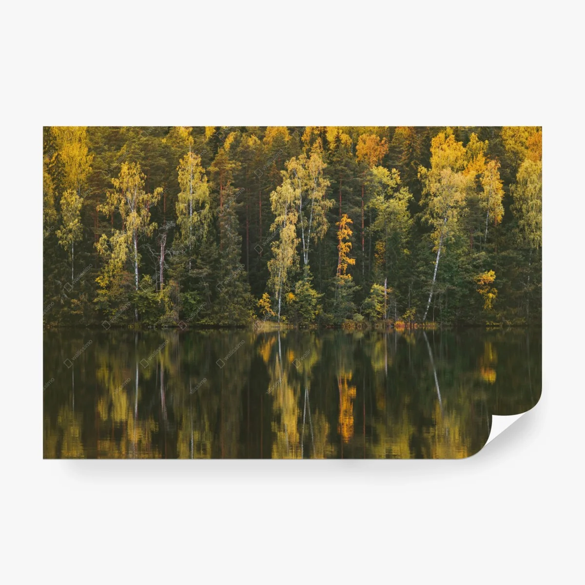 Fotomural reflejos otoñales en el bosque – Pixers®
