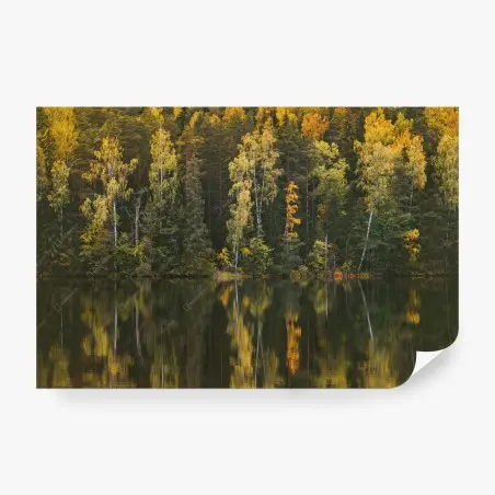 Fotomural reflejos otoñales en el bosque – Pixers®