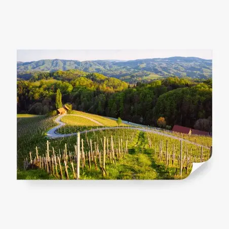 Fotomural paisaje de viñedo en colinas verdes – Pixers®