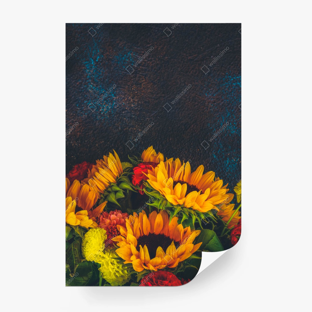 Fotomural girasoles vibrantes sobre fondo oscuro – Pixers®