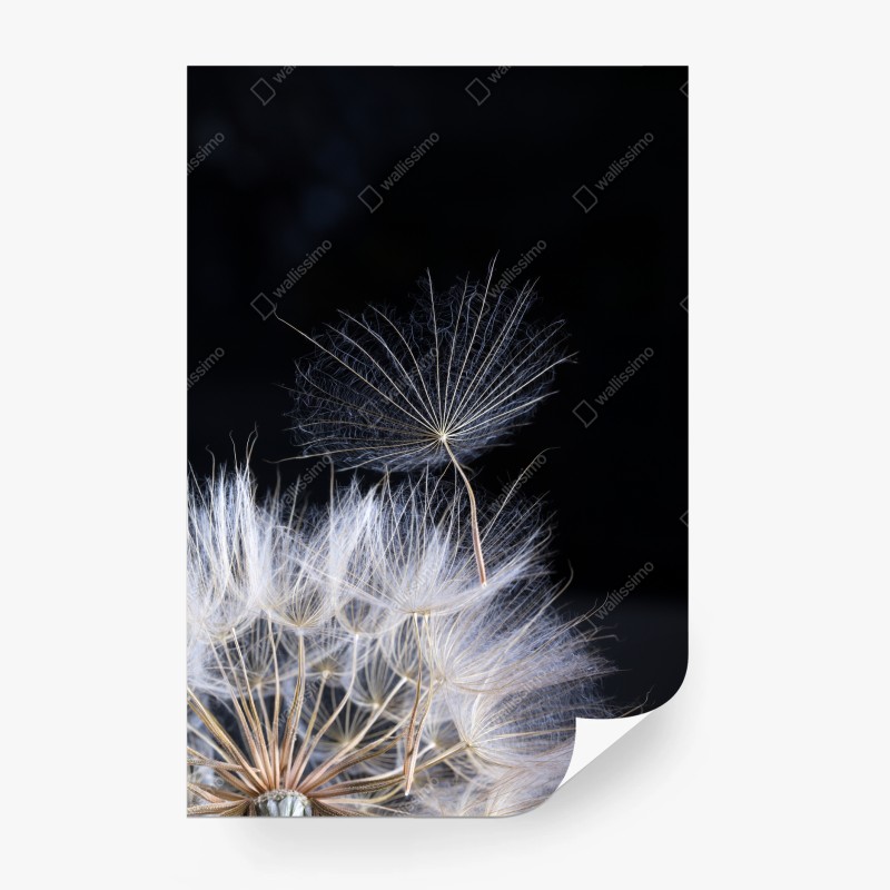 Fotomural semilla de diente de león sobre fondo negro – Pixers®