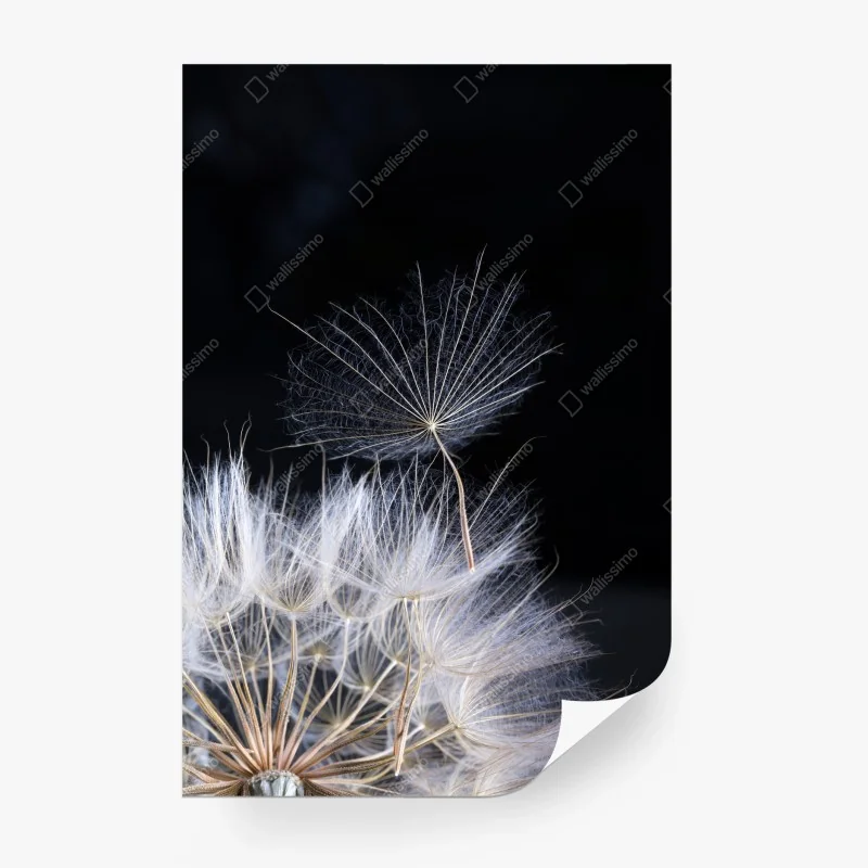 Fotomural semilla de diente de león sobre fondo negro