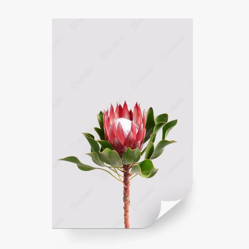 Fotomural protea real sobre fondo minimalista – Pixers® Fotomural protea real sobre fondo minimalista – Pixers®