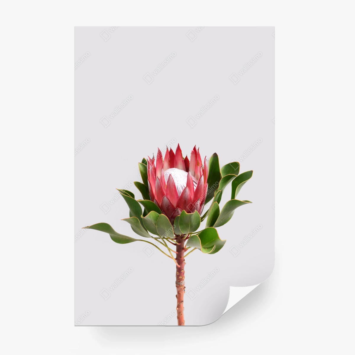 Fotomural protea real sobre fondo minimalista – Pixers® Fotomural protea real sobre fondo minimalista – Pixers®