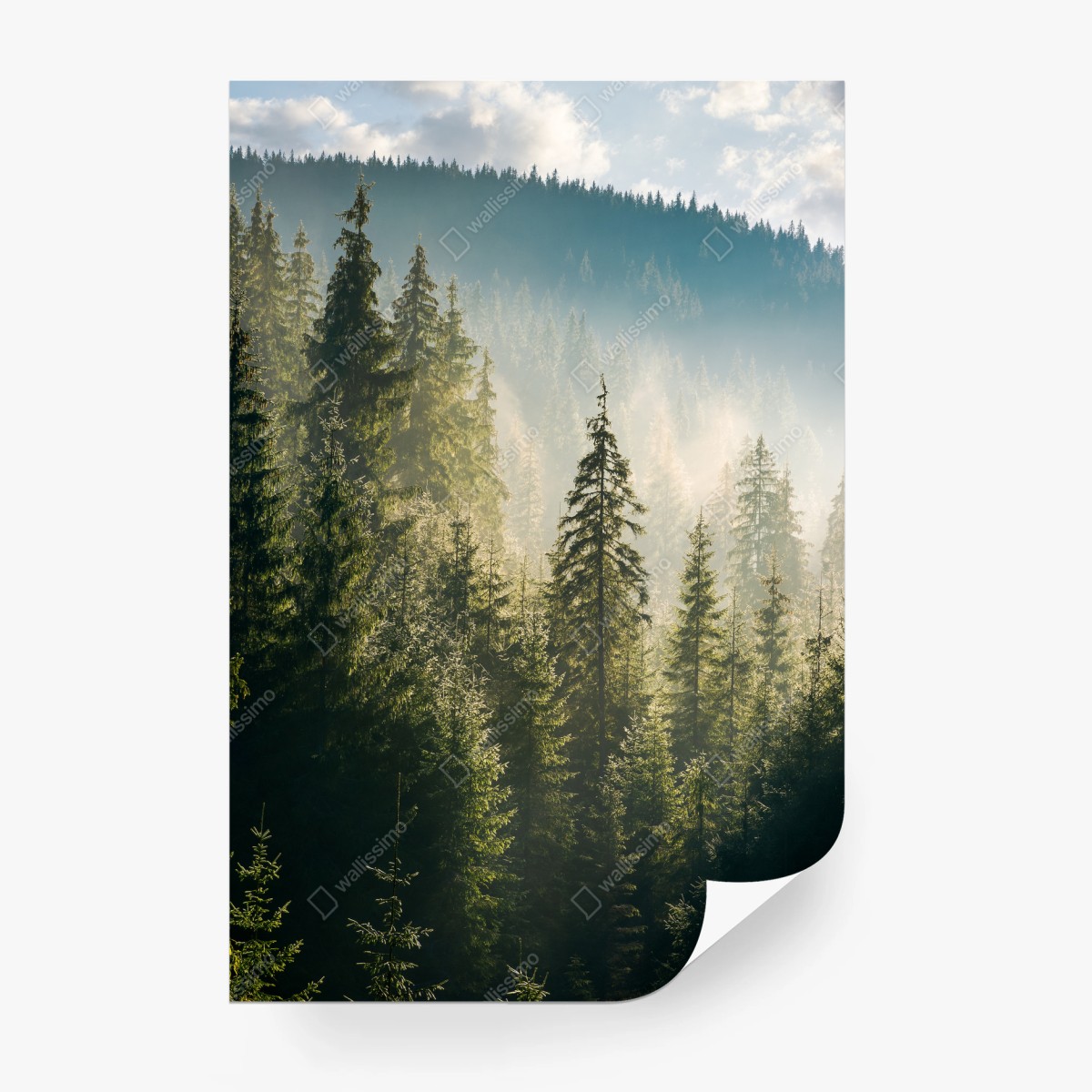 Fotomural bosque de abetos en la niebla matutina – Pixers®
