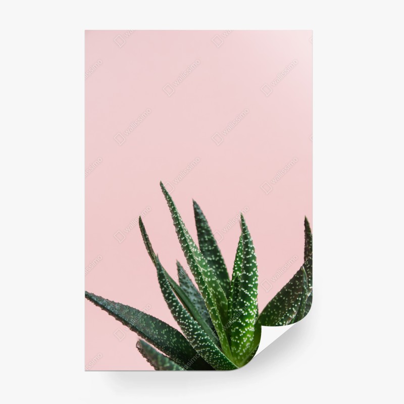 Fotomural aloe minimalista sobre fondo rosa – Pixers® Fotomural aloe minimalista sobre fondo rosa – Pixers®