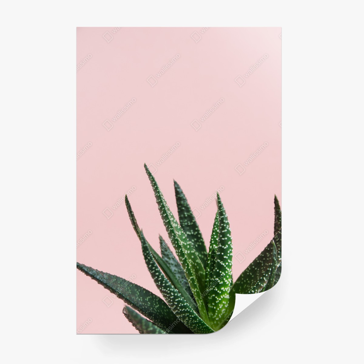Fotomural aloe minimalista sobre fondo rosa – Pixers® Fotomural aloe minimalista sobre fondo rosa – Pixers®