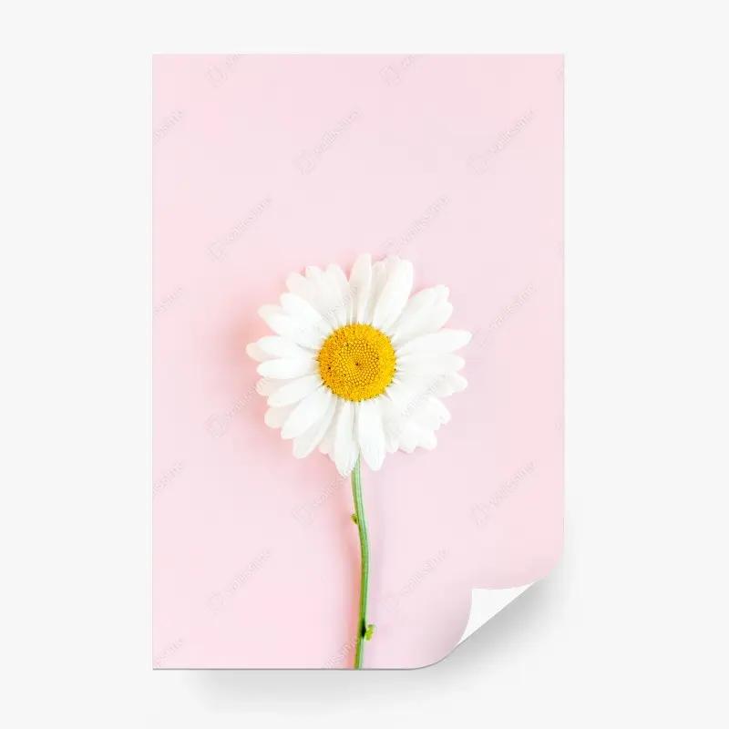 Fotomural margarita sobre fondo rosa minimalista