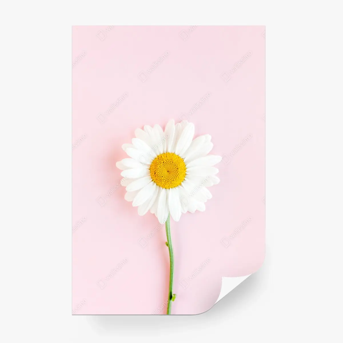 Fotomural margarita sobre fondo rosa minimalista – Pixers®