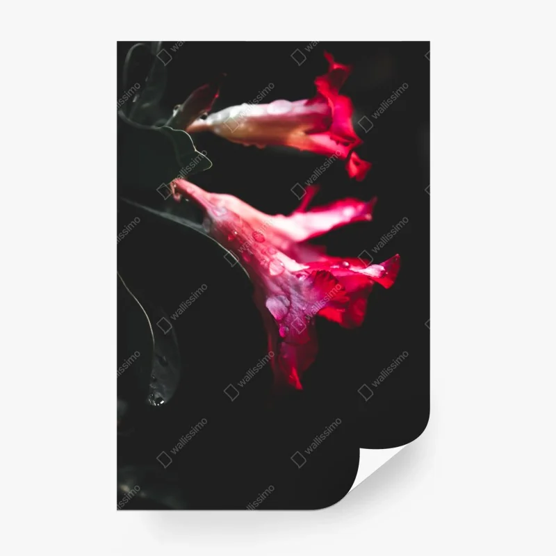 Fotomural flores rosas en contraste oscuro y gotas de agua