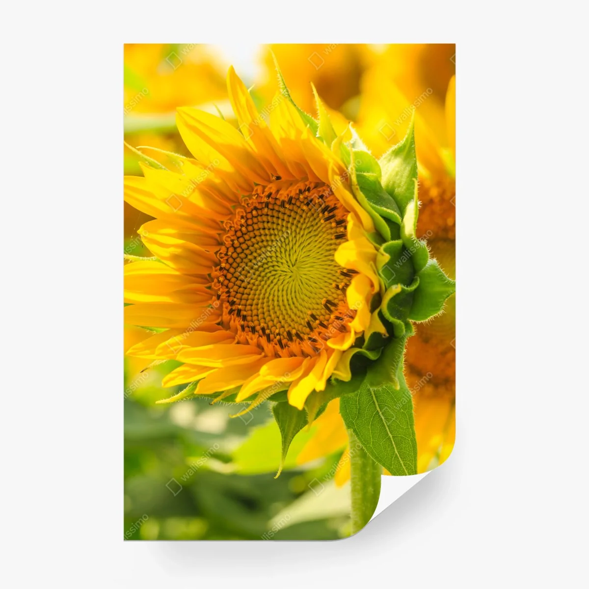 Fotomural girasol en primer plano luminoso – Pixers® Fotomural girasol en primer plano luminoso – Pixers®