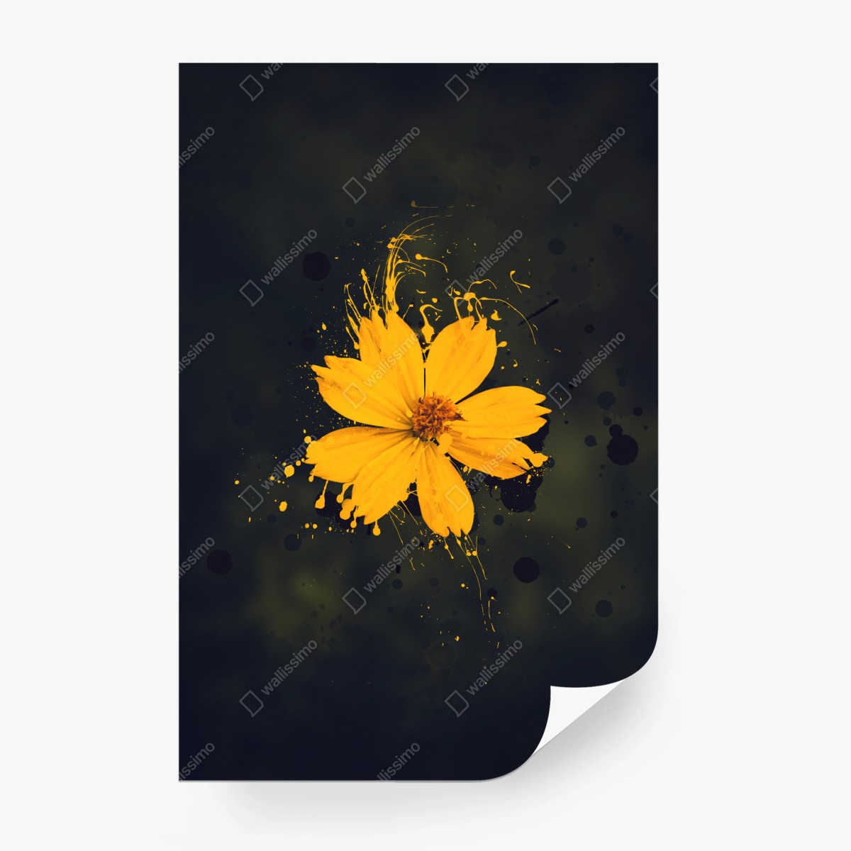 Fotomural flor amarilla con efecto salpicado sobre fondo oscuro – Pixers®