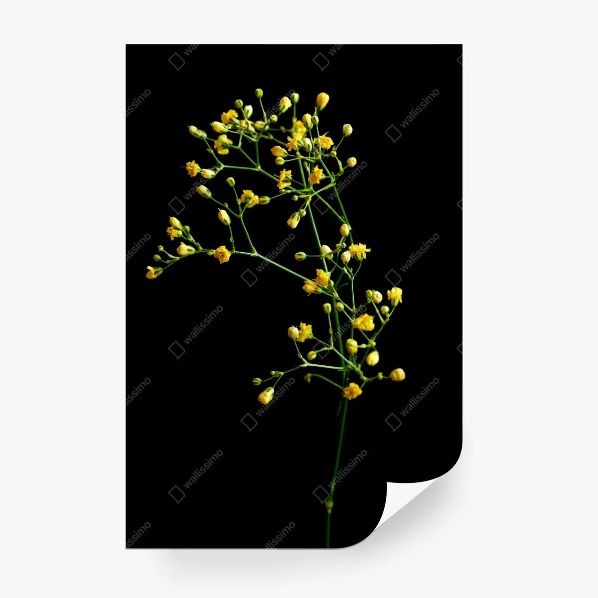 Fotomural paniculata amarilla sobre fondo negro – Pixers®