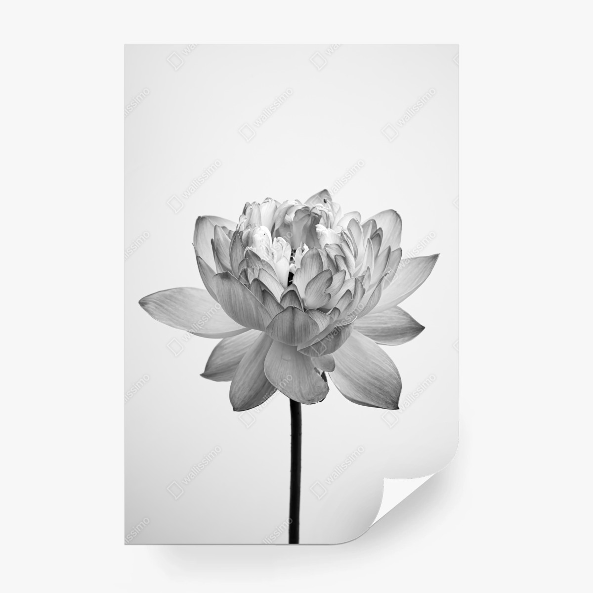 Fotomural loto en blanco y negro sobre fondo minimalista – Pixers®