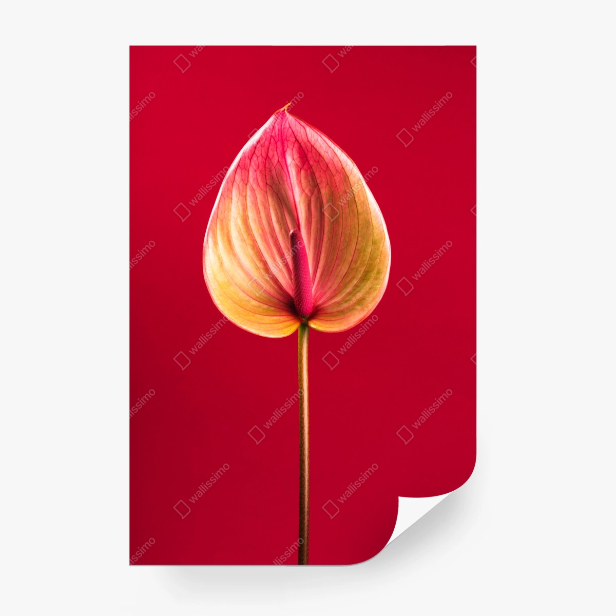 Fotomural anturio en rojo: detalle botánico elegante – Pixers® Fotomural anturio en rojo: detalle botánico elegante – Pixers®