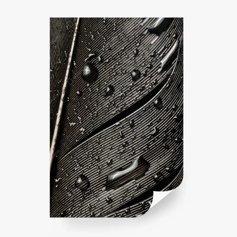Fotomural textura de pluma en blanco y negro con gotas