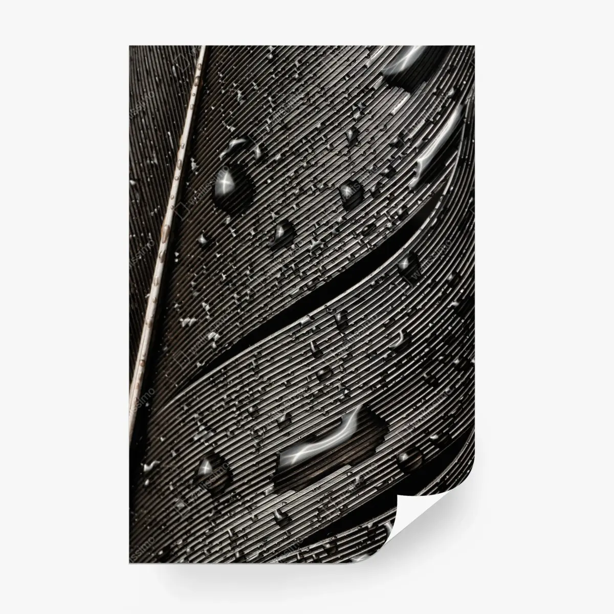 Fotomural textura de pluma en blanco y negro con gotas – Pixers®
