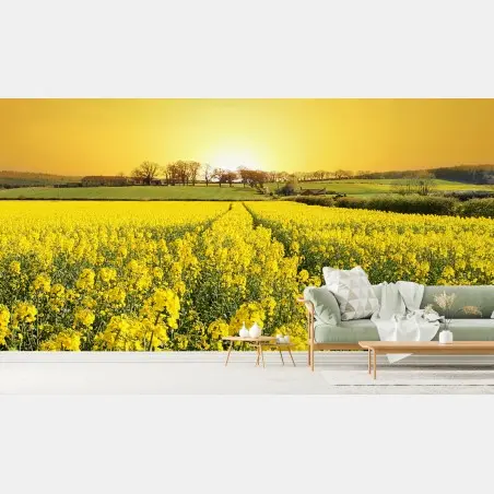 Fotomural amanecer dorado sobre campo de colza – Pixers®