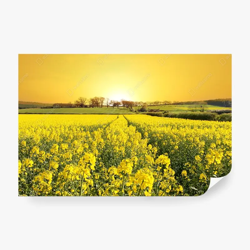 Fotomural amanecer dorado sobre campo de colza
