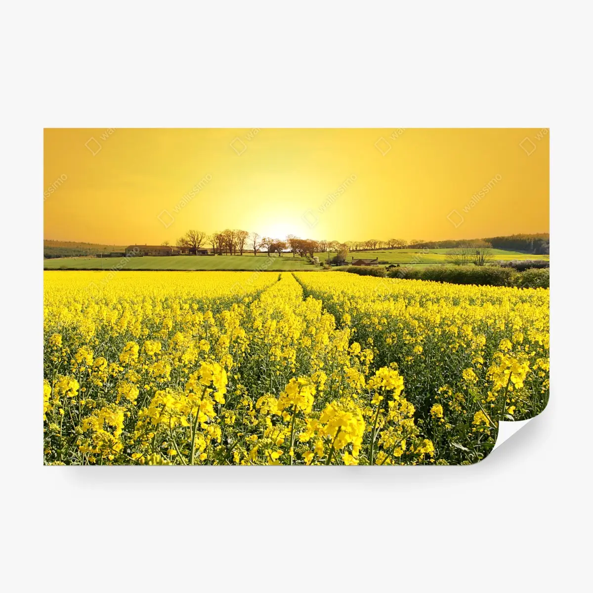Fotomural amanecer dorado sobre campo de colza – Pixers®