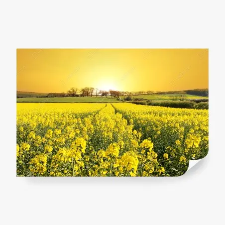 Fotomural amanecer dorado sobre campo de colza – Pixers®
