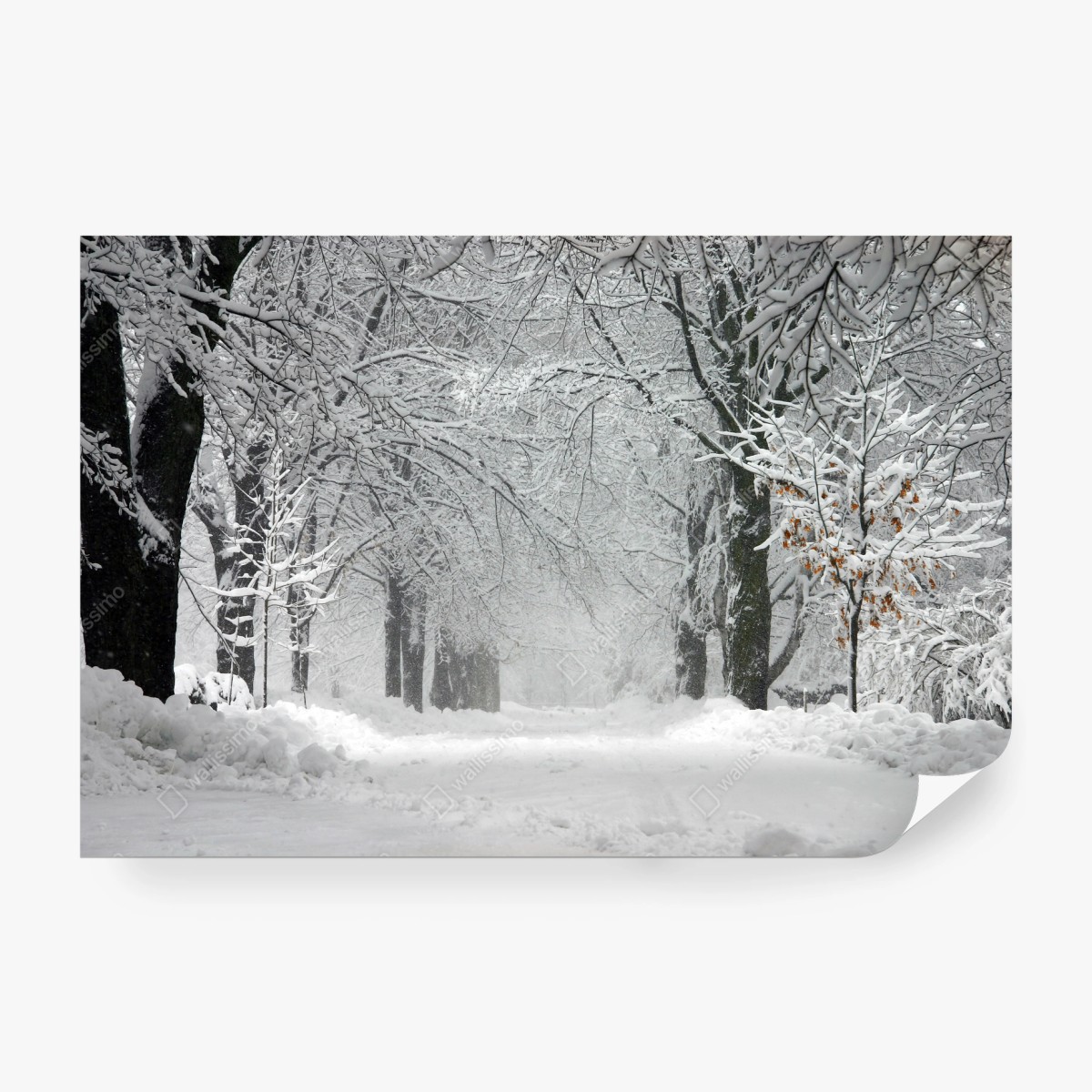 Fotomural camino nevado entre árboles – Pixers®