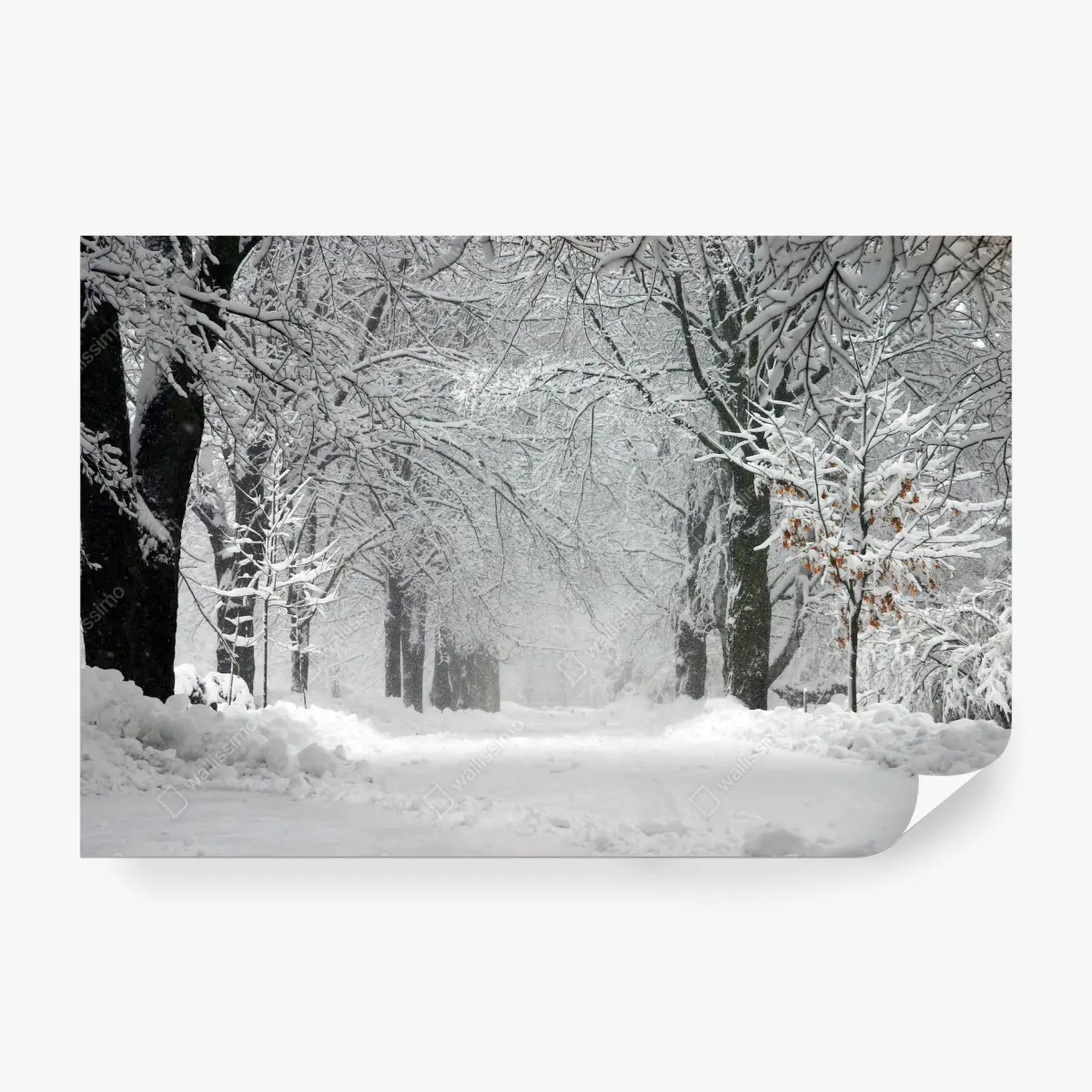 Fotomural camino nevado entre árboles – Pixers®
