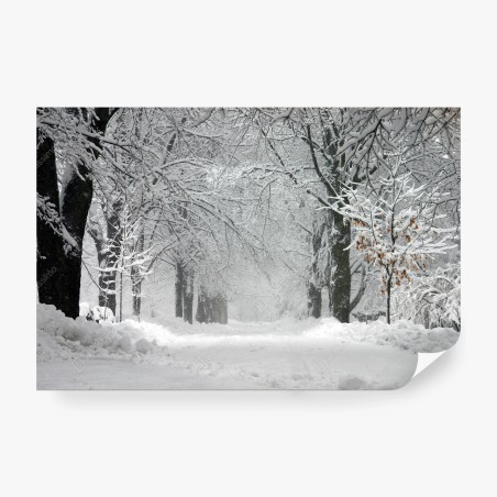 Fotomural camino nevado entre árboles – Pixers®