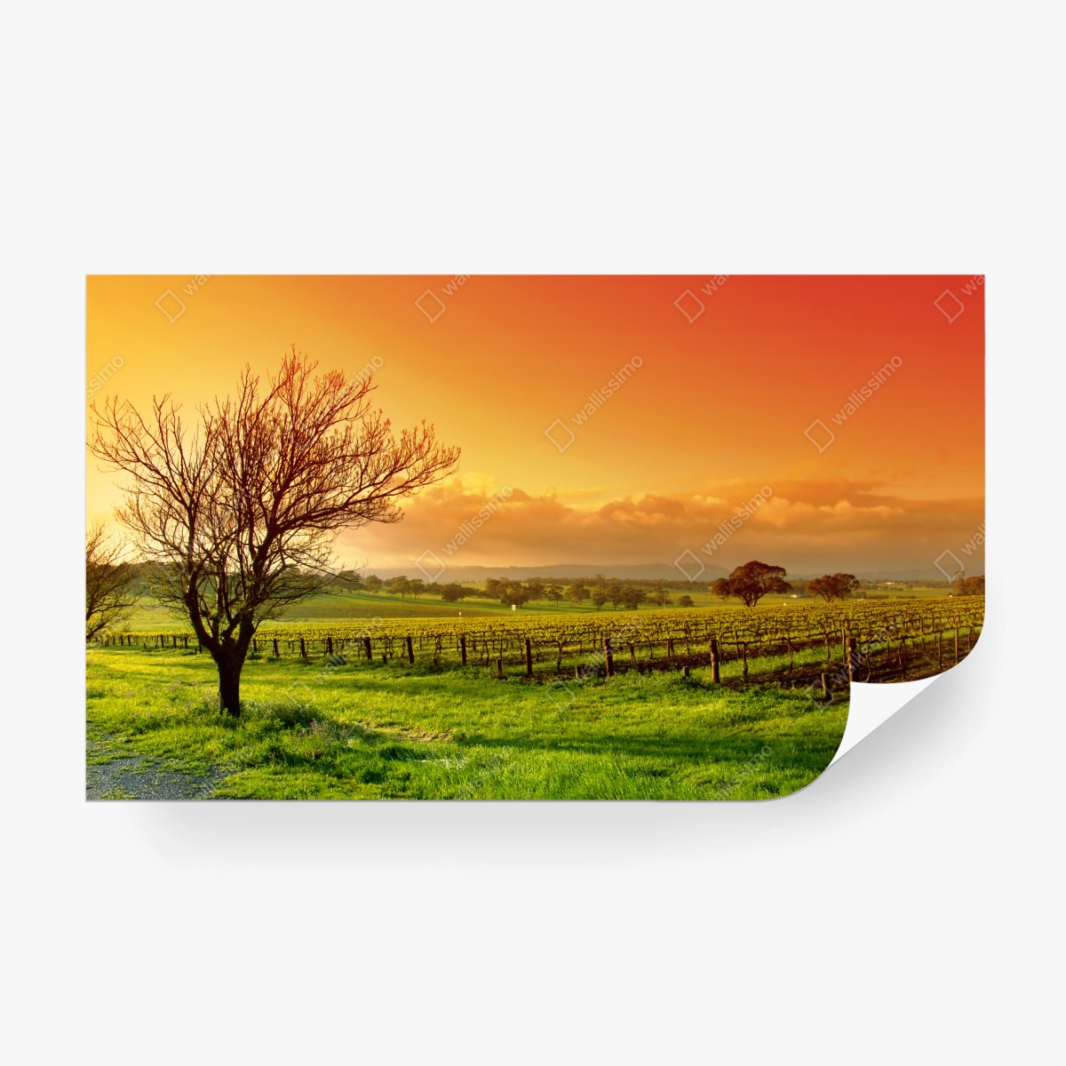 Fotomural amanecer dorado en el viñedo – Pixers®