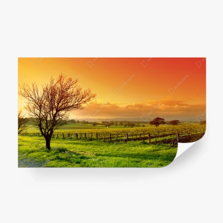 Fotomural amanecer dorado en el viñedo – Pixers®