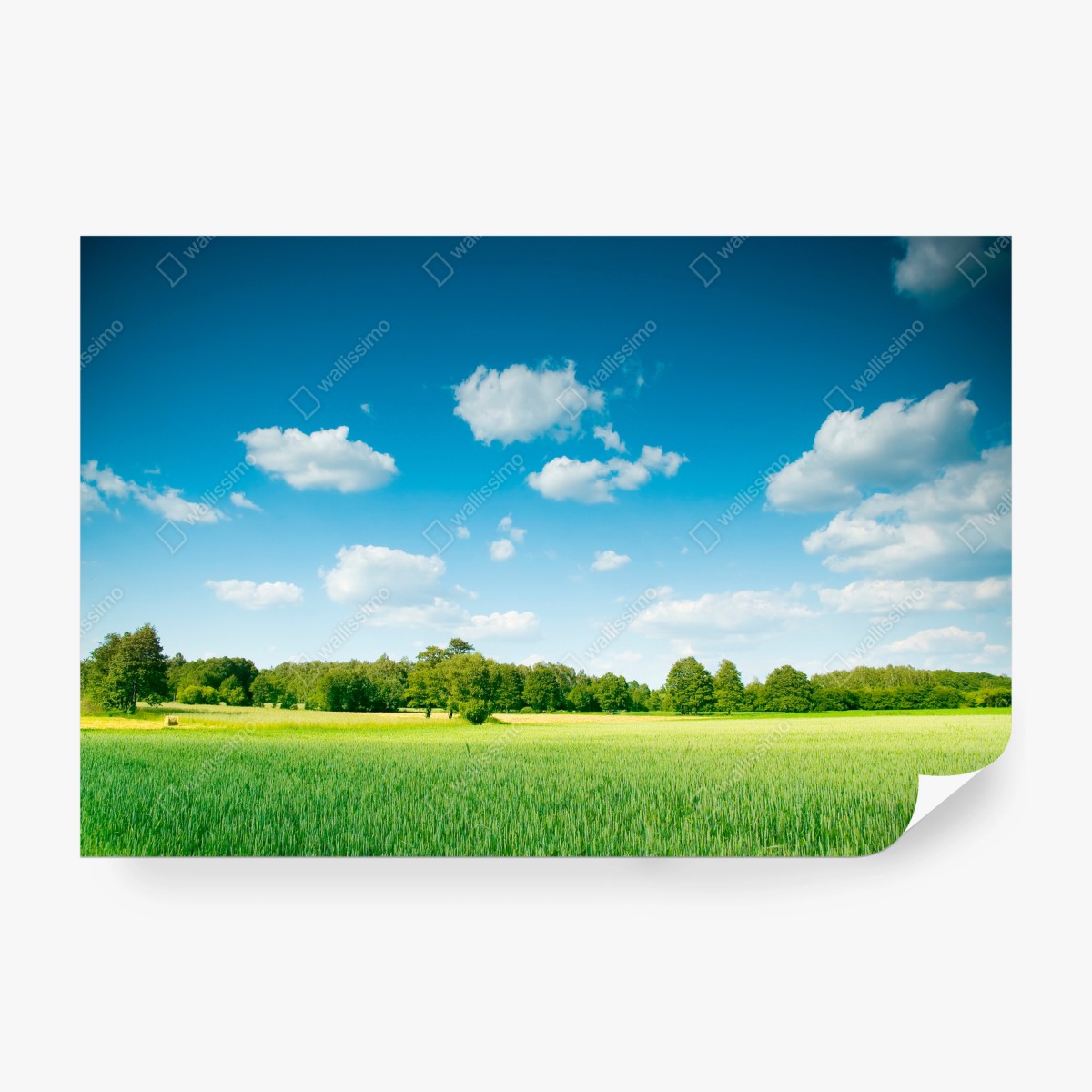 Fotomural pradera serena bajo cielo azul – Pixers®